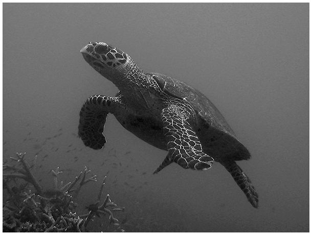 Malaysia diving